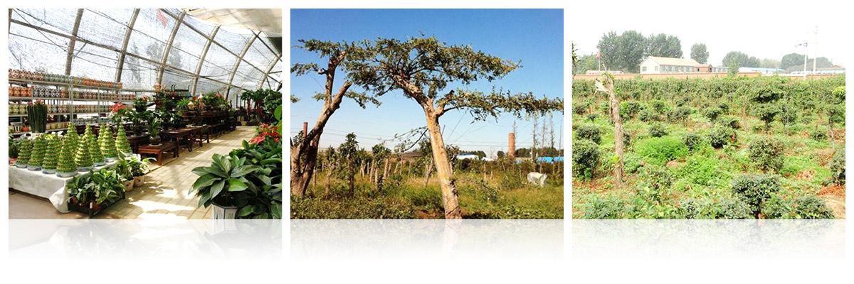 濟寧市兗州區(qū)興隆農(nóng)業(yè)科技示范有限公司