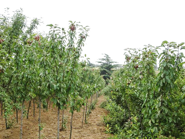 實(shí)景展示16