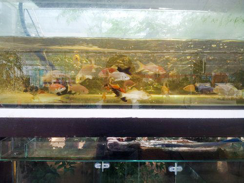 水族產(chǎn)品09