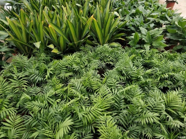 養(yǎng)綠植的好處有哪些？