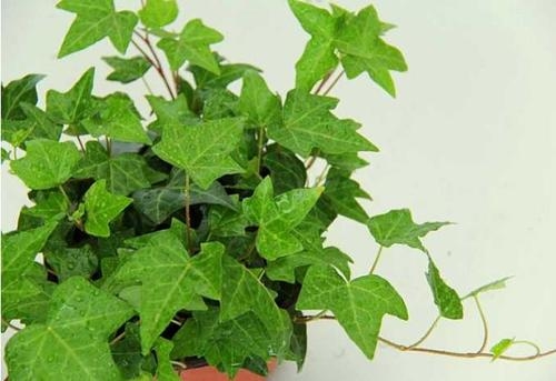 興隆花卉小編本次先給大家總結4種較為好養(yǎng)的適合在室內(nèi)種植的植物