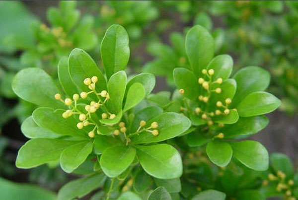 濟(jì)寧大型花卉批發(fā)市場(chǎng)，兗州興隆花卉大市場(chǎng)，霜降節(jié)氣寄語(yǔ)