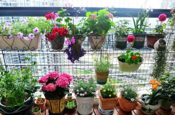 養(yǎng)花的5個(gè)好處，堪比人生財(cái)富，賺大了！